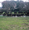 The Farm