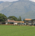 The Farm