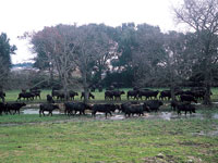 Bufale