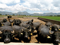 Bufale