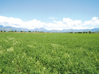 Prateria
